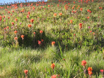 Image of wildflowers